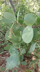 Arctostaphylos mewukka