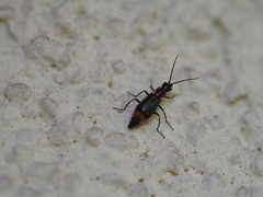 Axinotarsus pulicarius