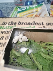 Bombyx