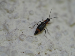 Axinotarsus pulicarius