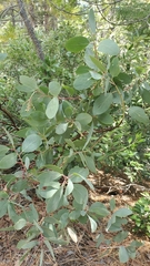 Arctostaphylos mewukka