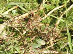 Ludwigia bonariensis