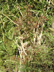 Ludwigia bonariensis