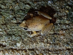 Limnonectes hascheanus