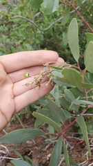 Arctostaphylos mewukka
