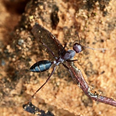 Camponotus aurocinctus