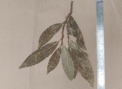 Agrostistachys indica