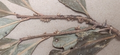 Agrostistachys indica