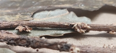 Agrostistachys indica