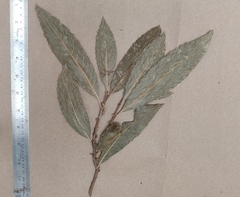 Agrostistachys indica
