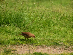 Furnarius rufus