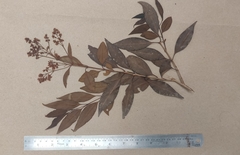 Ligustrum robustum perrottetii