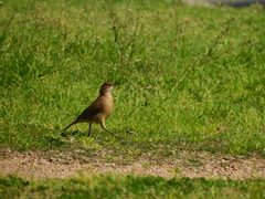Furnarius rufus