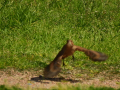 Furnarius rufus