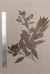 Ligustrum robustum perrottetii