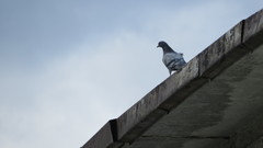 Columba livia domestica
