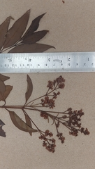 Ligustrum robustum perrottetii