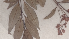 Ligustrum robustum perrottetii