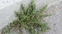 Taraxacum officinale