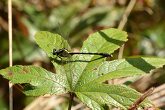 Fukienogomphus prometheus