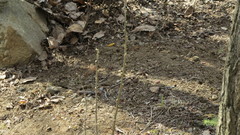 Caragana arborescens