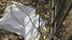 Caragana arborescens