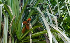 Pandanaceae