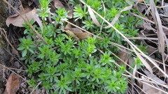Galium mollugo