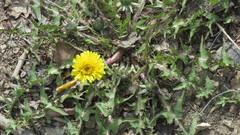Taraxacum officinale