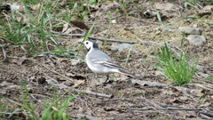 Motacilla alba