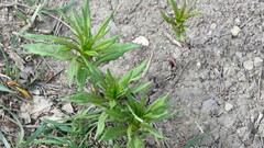 Chamaenerion angustifolium
