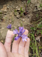 Dichelostemma