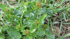 Barbarea vulgaris