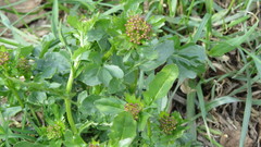 Barbarea vulgaris