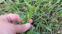 Barbarea vulgaris