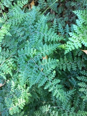 Cheilanthes bergiana