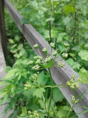 Perideridia americana