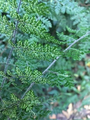 Cheilanthes bergiana