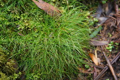 Carex austrotenella