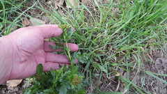 Barbarea vulgaris