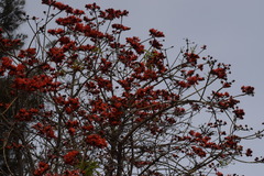 Erythrina variegata