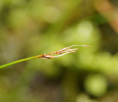Carex austrotenella