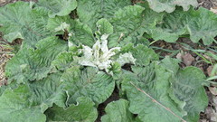 Arctium tomentosum