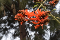 Erythrina variegata