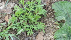 Artemisia vulgaris
