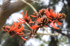 Erythrina variegata