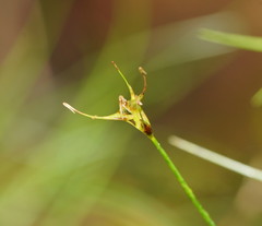 Carex austrotenella