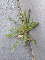 Taraxacum officinale