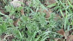 Artemisia absinthium