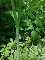 Perideridia americana